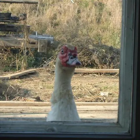 A-sissy-hof Billigangebot