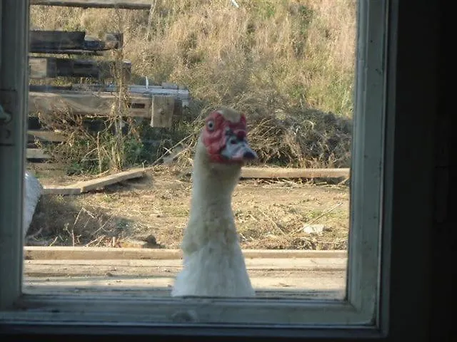 A-sissy-hof Billigangebot